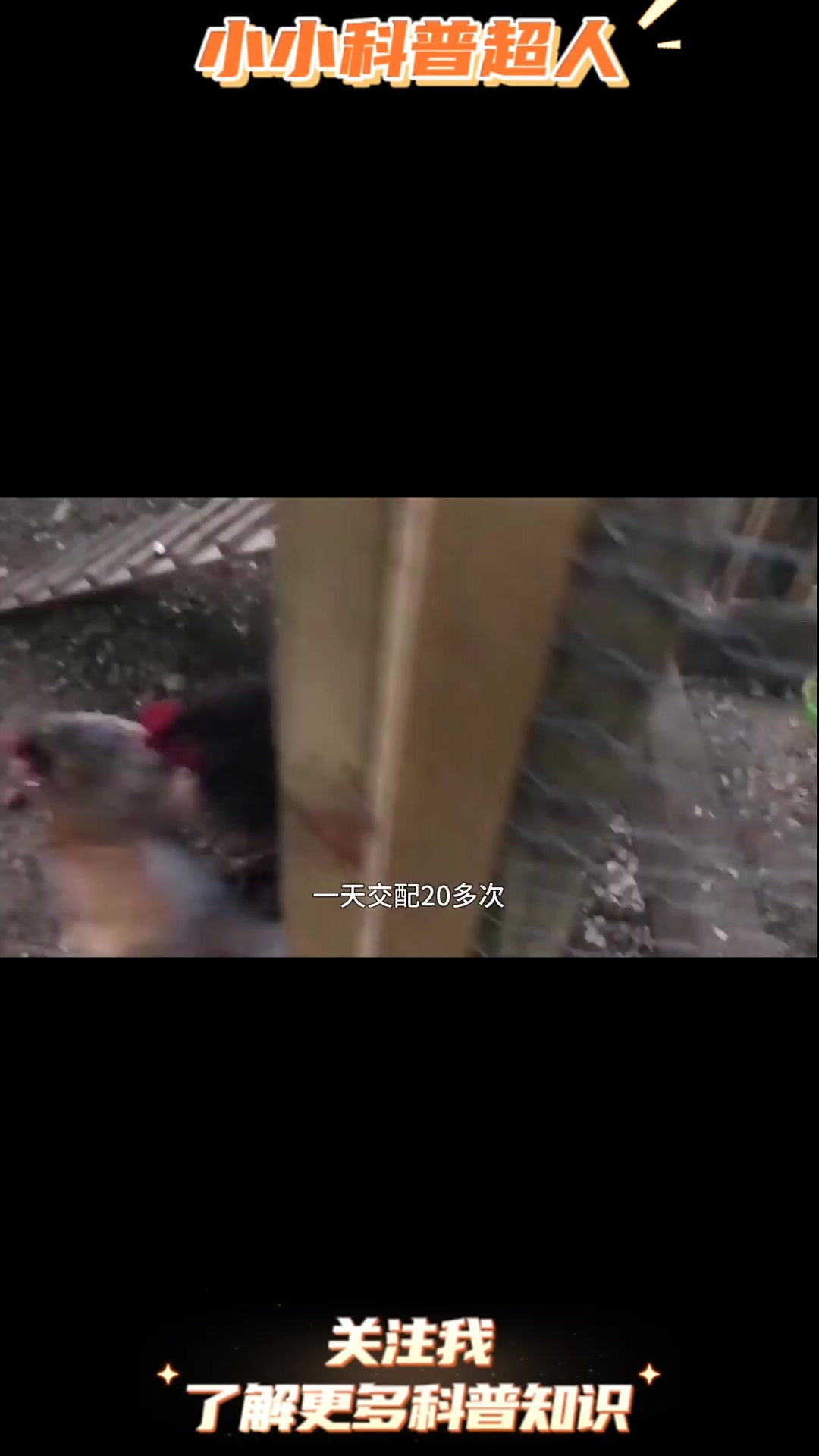 公鸡没有生殖器，如何让母鸡受精的？原理竟如此简单