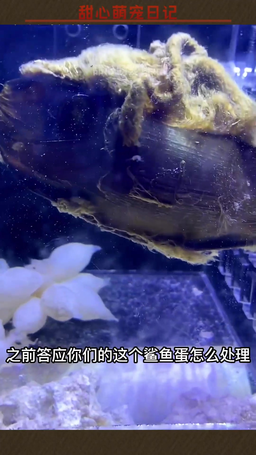 解刨了鲨鱼蛋,我现在有点恶心