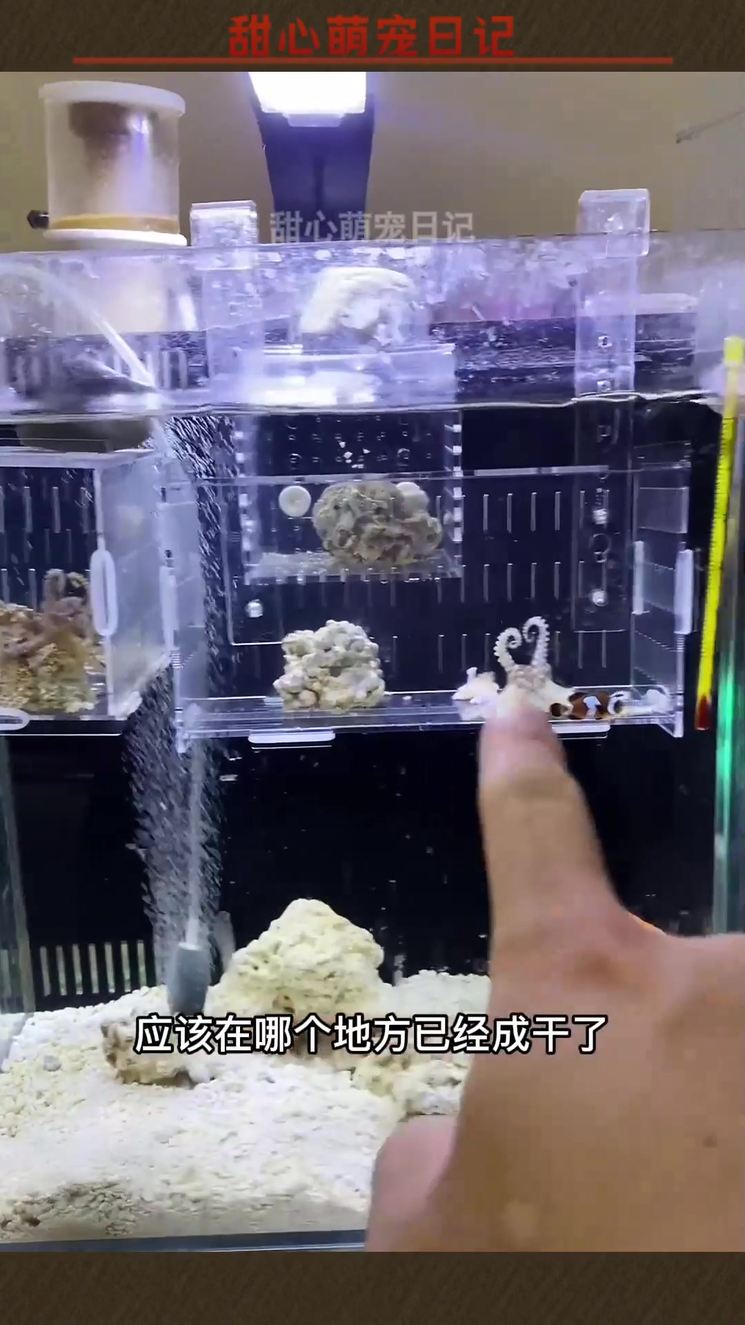 我的短蛸章鱼到了,真坎坷啊,还好活下来了