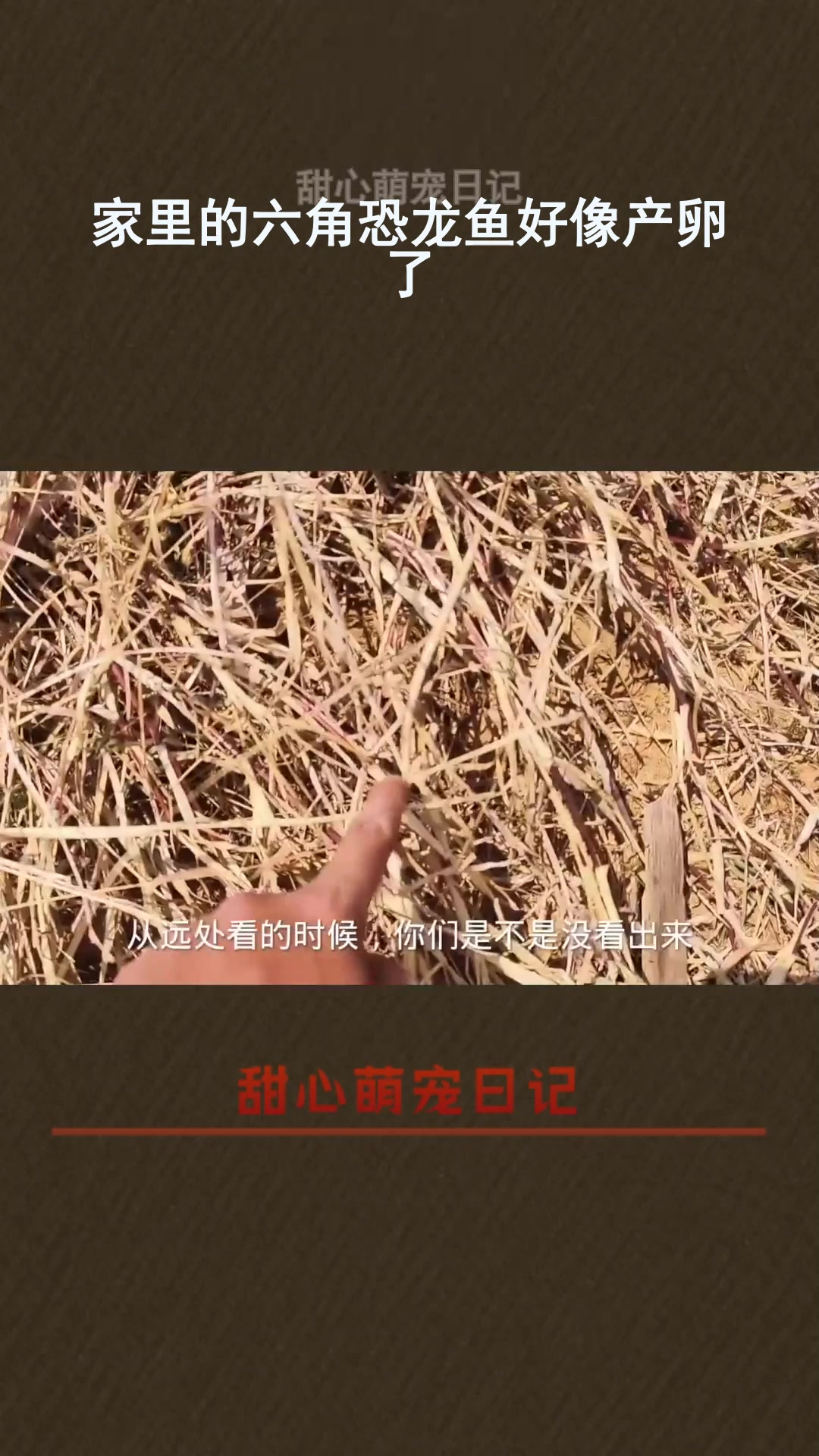 家里的六角恐龙鱼好像产卵了
