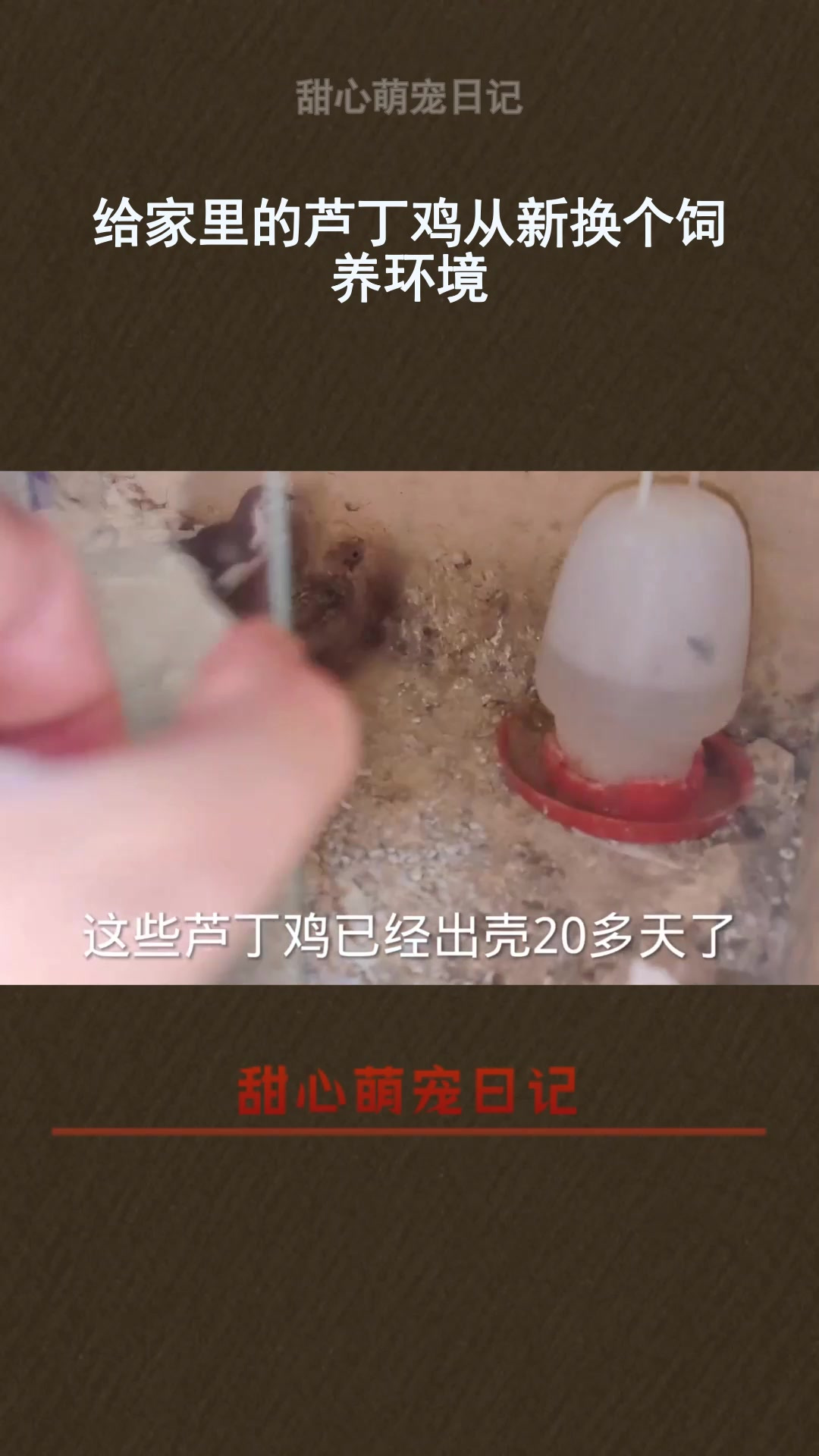 给家里的芦丁鸡从新换个饲养环境