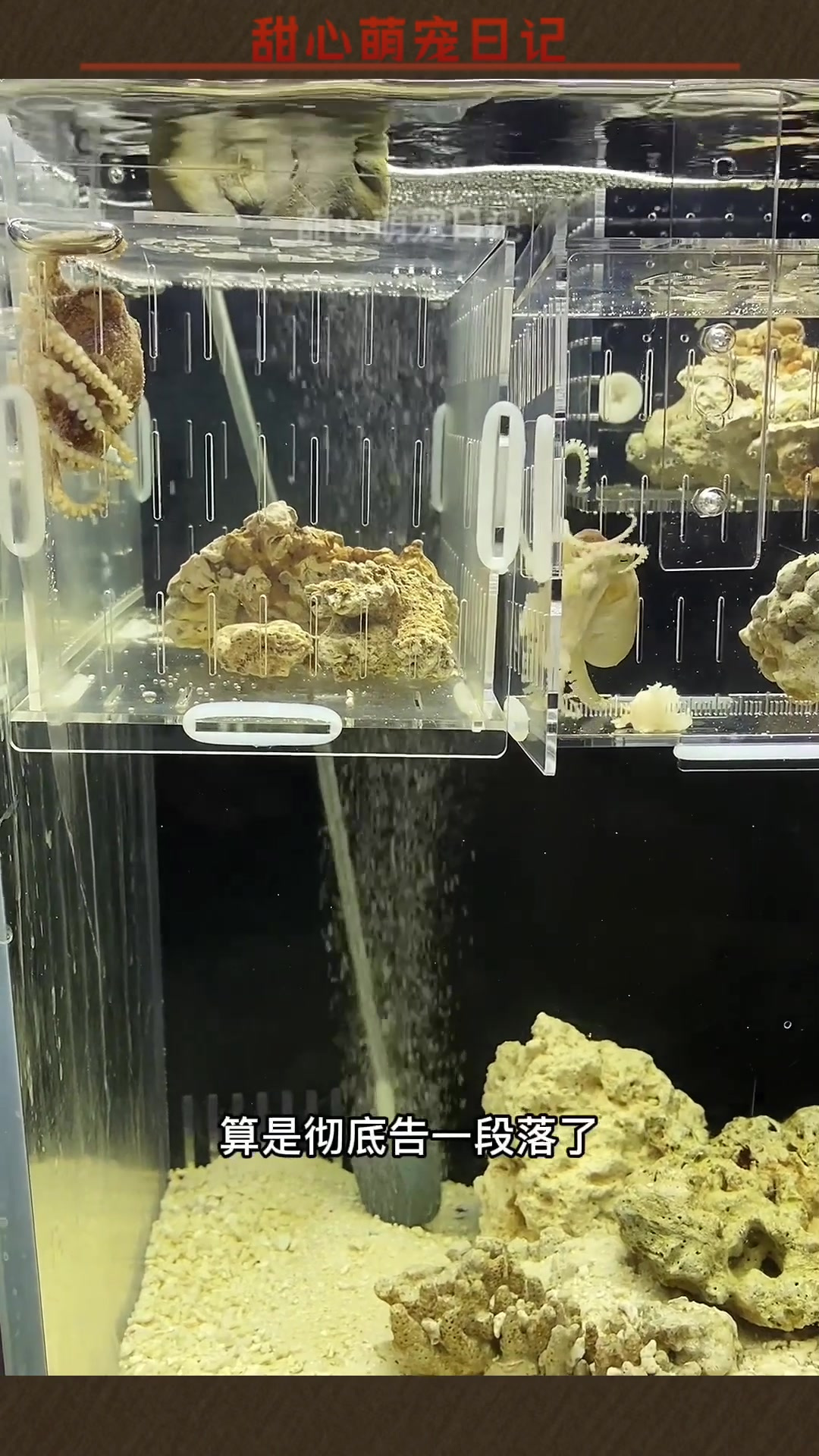 金莲和大郎之间的爱情,蓝环章鱼备孕期待中