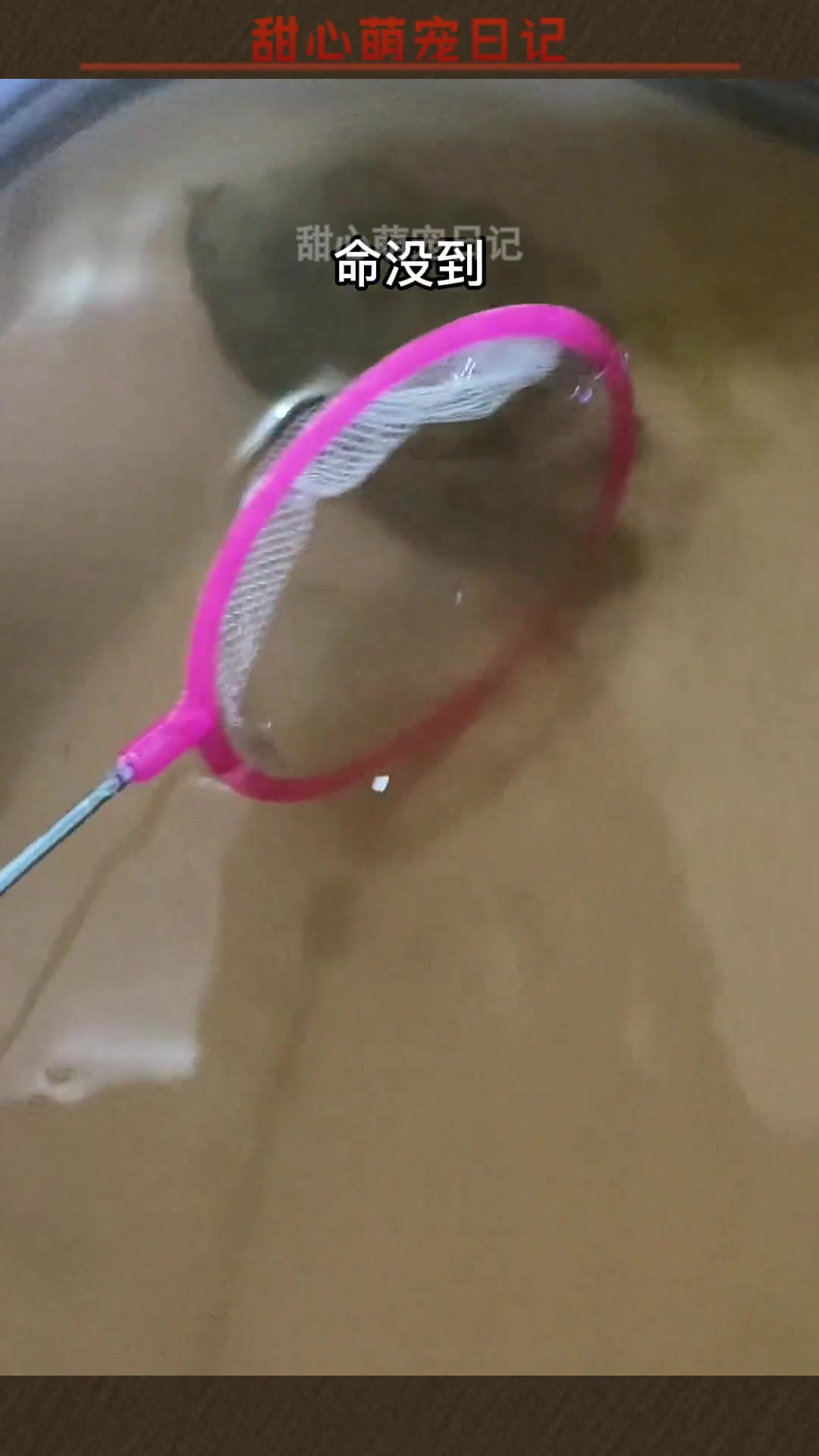 真蛸吃蓝环现场版本,蓝环章鱼一路走好