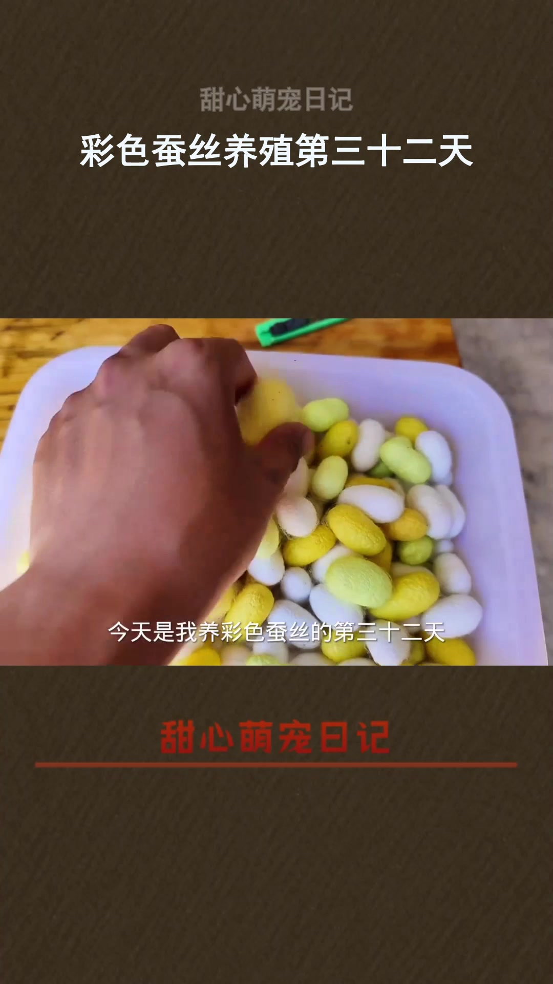 彩色蚕丝养殖第三十二天