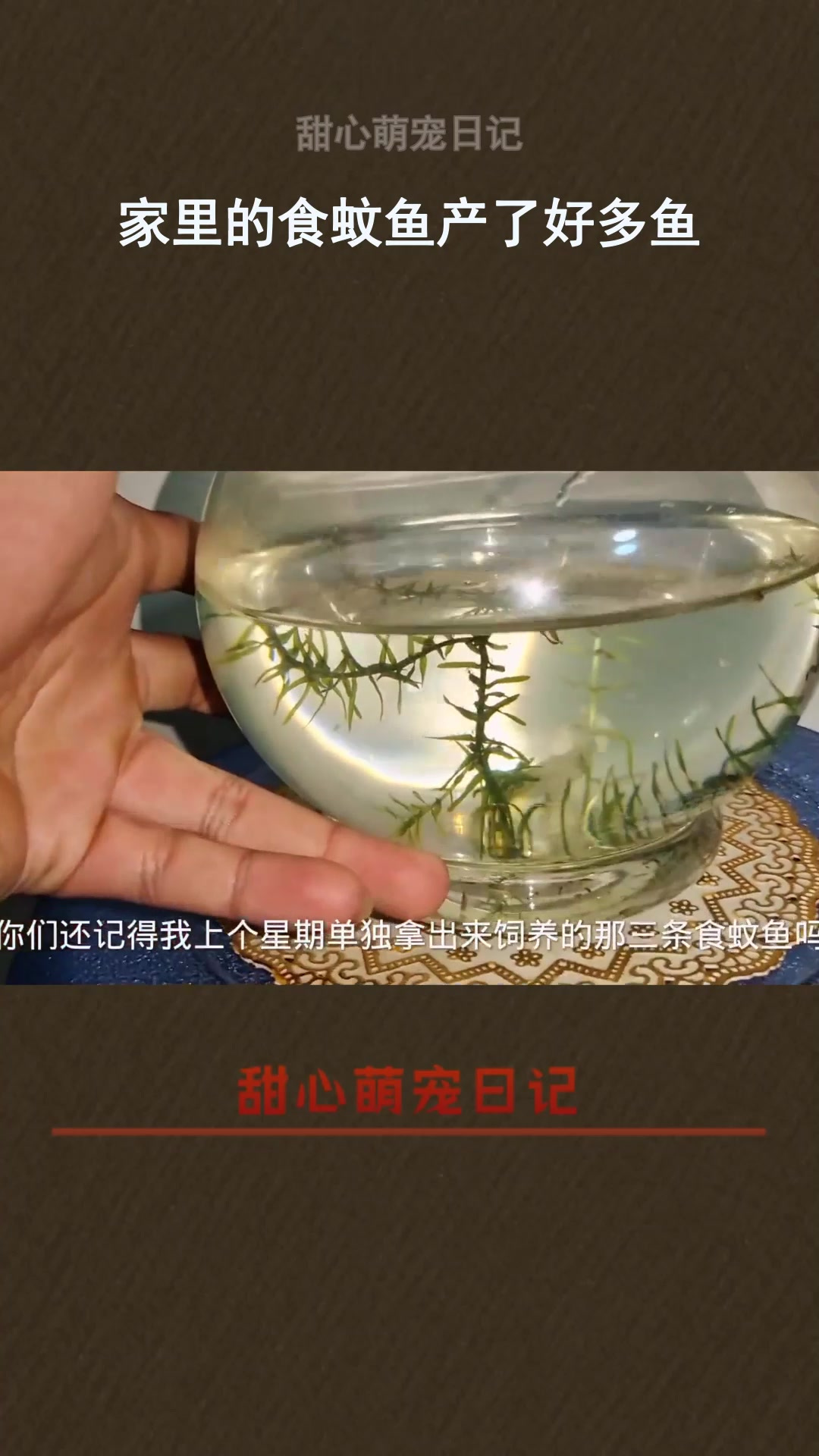 家里的食蚊鱼产了好多鱼