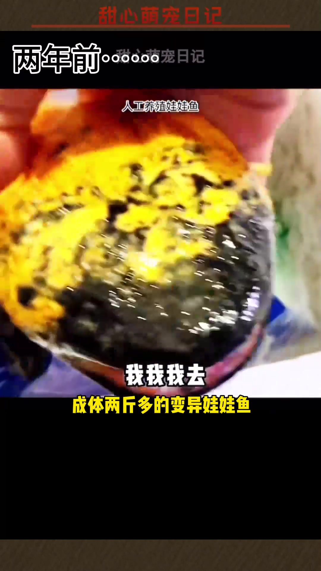 时隔两年再度挑战变异娃娃鱼