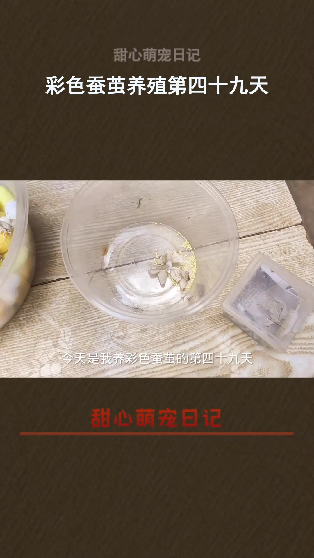 彩色蚕茧养殖第四十九天