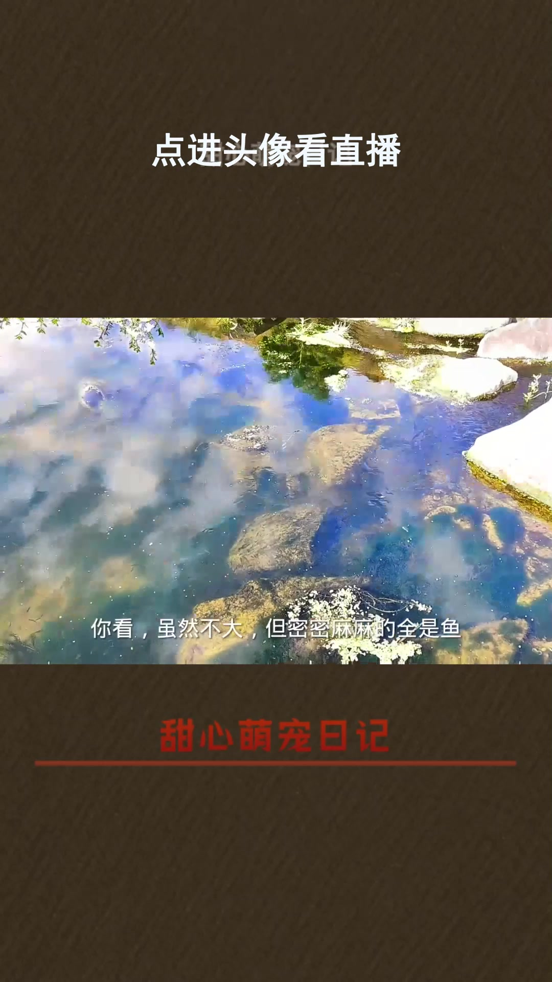 点进头像看直播—可爱萌宠日记