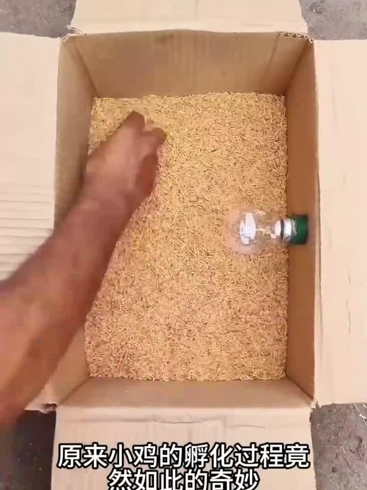 原来鸡蛋是这样孵化小鸡的