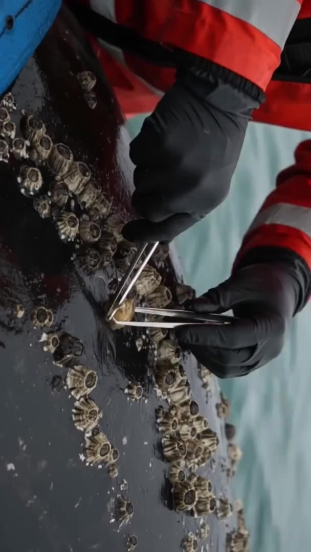 鲸鱼脱困记：意外发现寄生藤壶竟这样被清理掉！