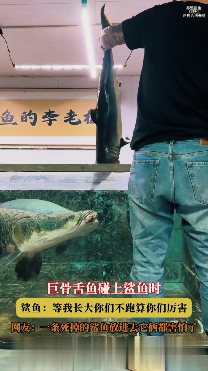 巨骨舌鱼碰上鲨鱼时,鲨鱼:等我长大你们不跑算你们厉害