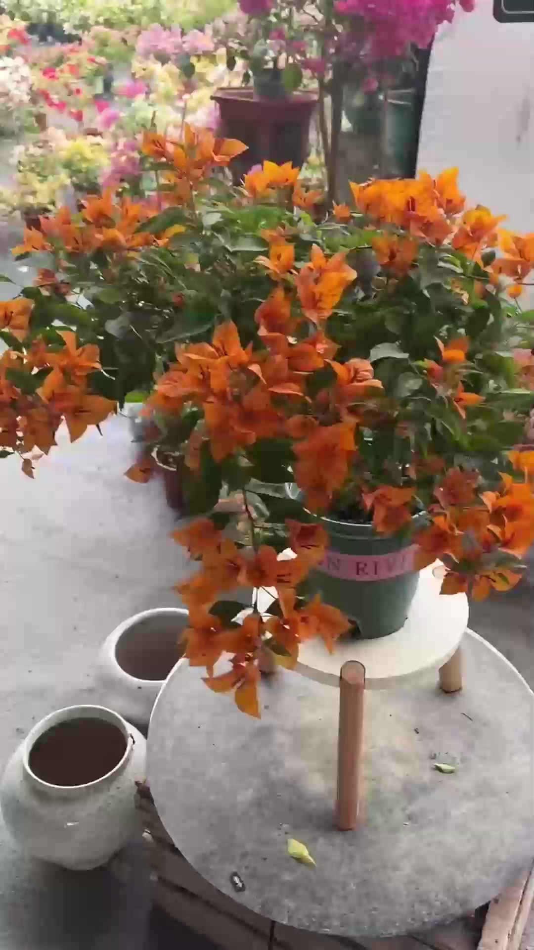 养酒杯玫瑰,有三点要做好