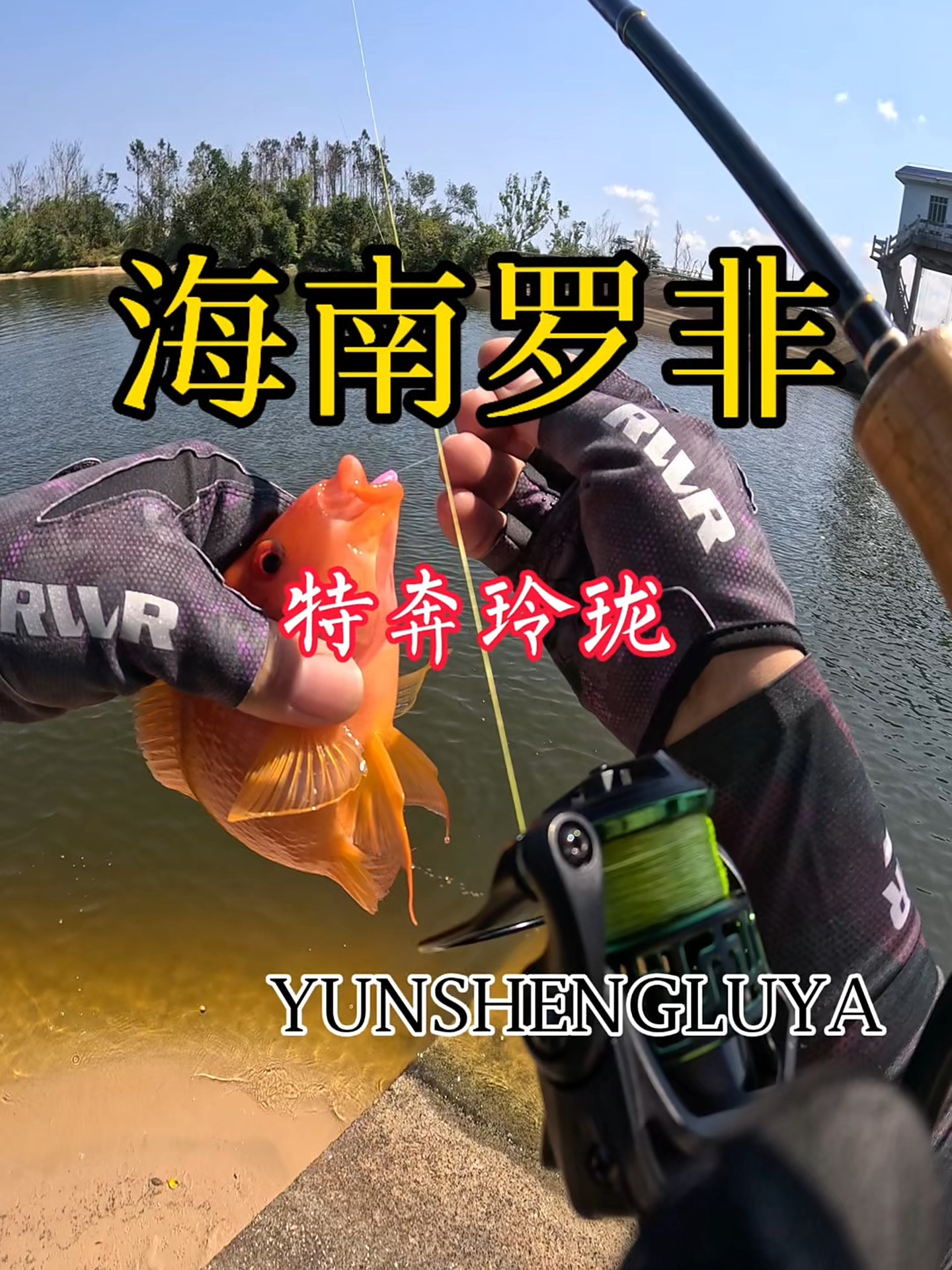 海南的罗非有多泛滥