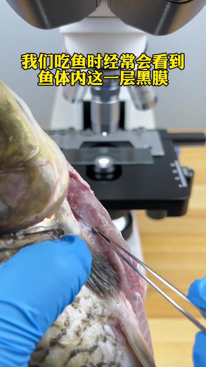 鱼黑膜真的不能吃吗