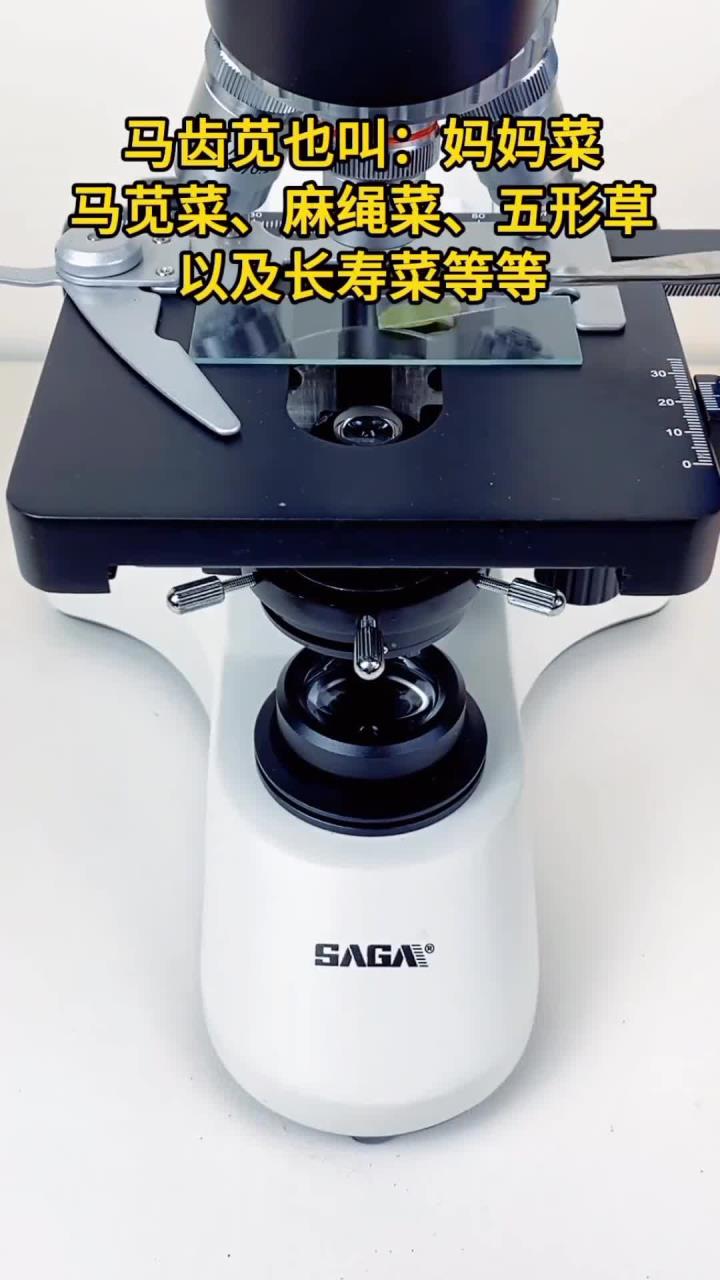 老铁们吃过马齿苋吗?