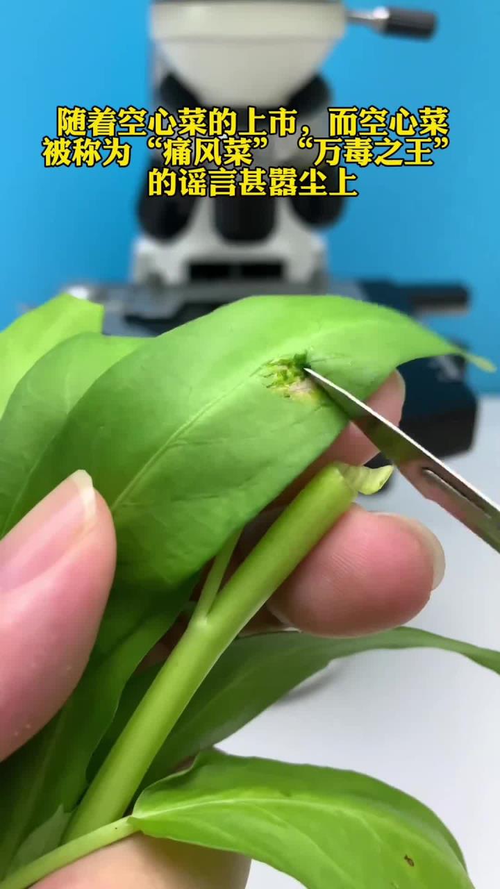 那些年被误会的空心菜!