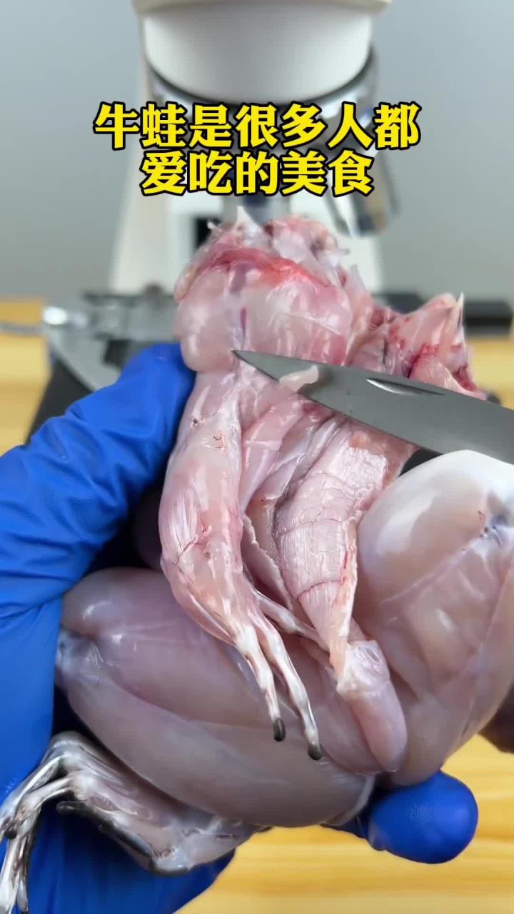 牛蛙真有寄生虫吗?