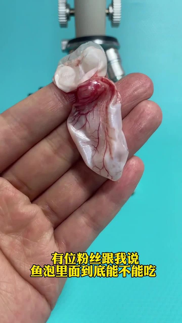 鱼泡看完你敢吃吗？
