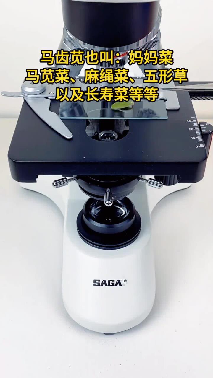 老铁们吃过马齿苋吗？