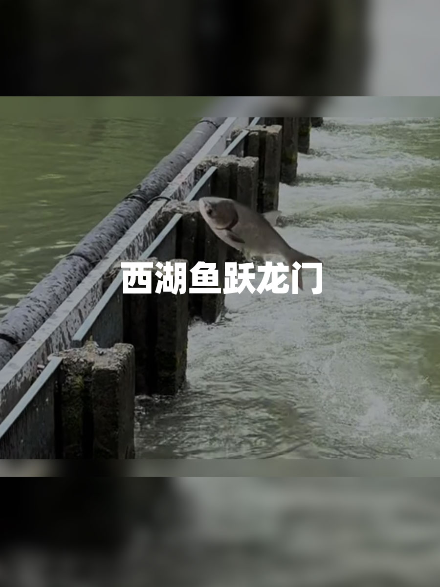 雨后西湖再现“鱼跃龙门”见者好运,事事顺和