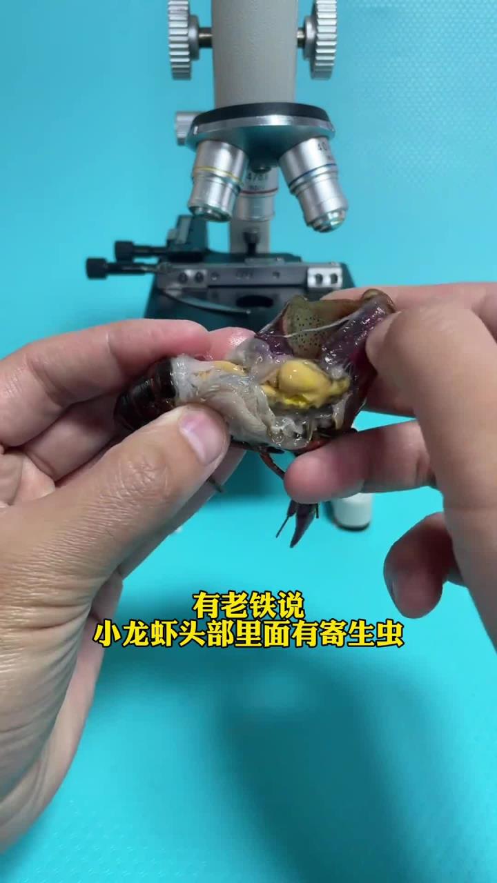 小龙虾看完还敢吃吗？