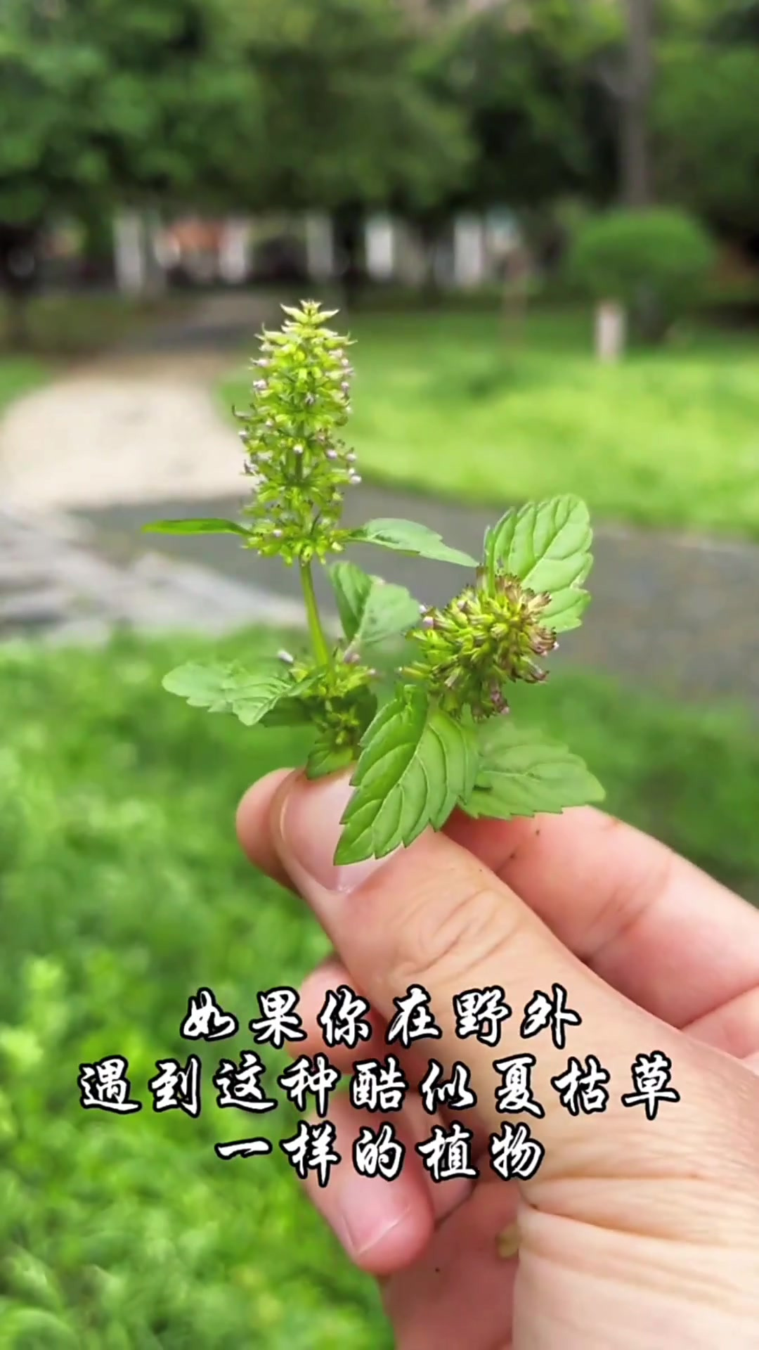 风轮菜,幼苗可食,形似夏枯草,你了解它的价值吗