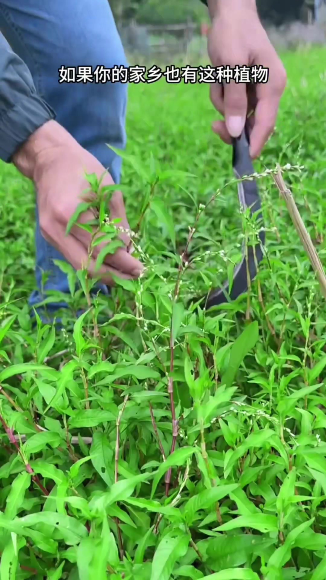 采摘野菠菜,别名牛舌菜