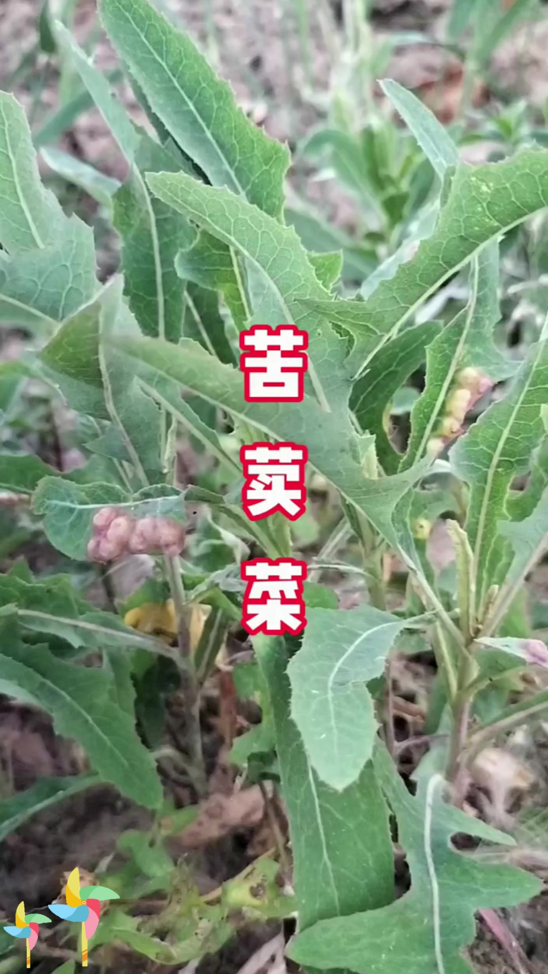 创作灵感 苣荬菜称野苦菜,春天多吃,为啥呢?