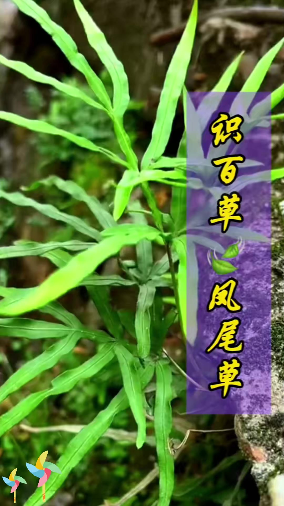 知道凤尾草吗?快来问问,你的家乡有凤尾草吗?
