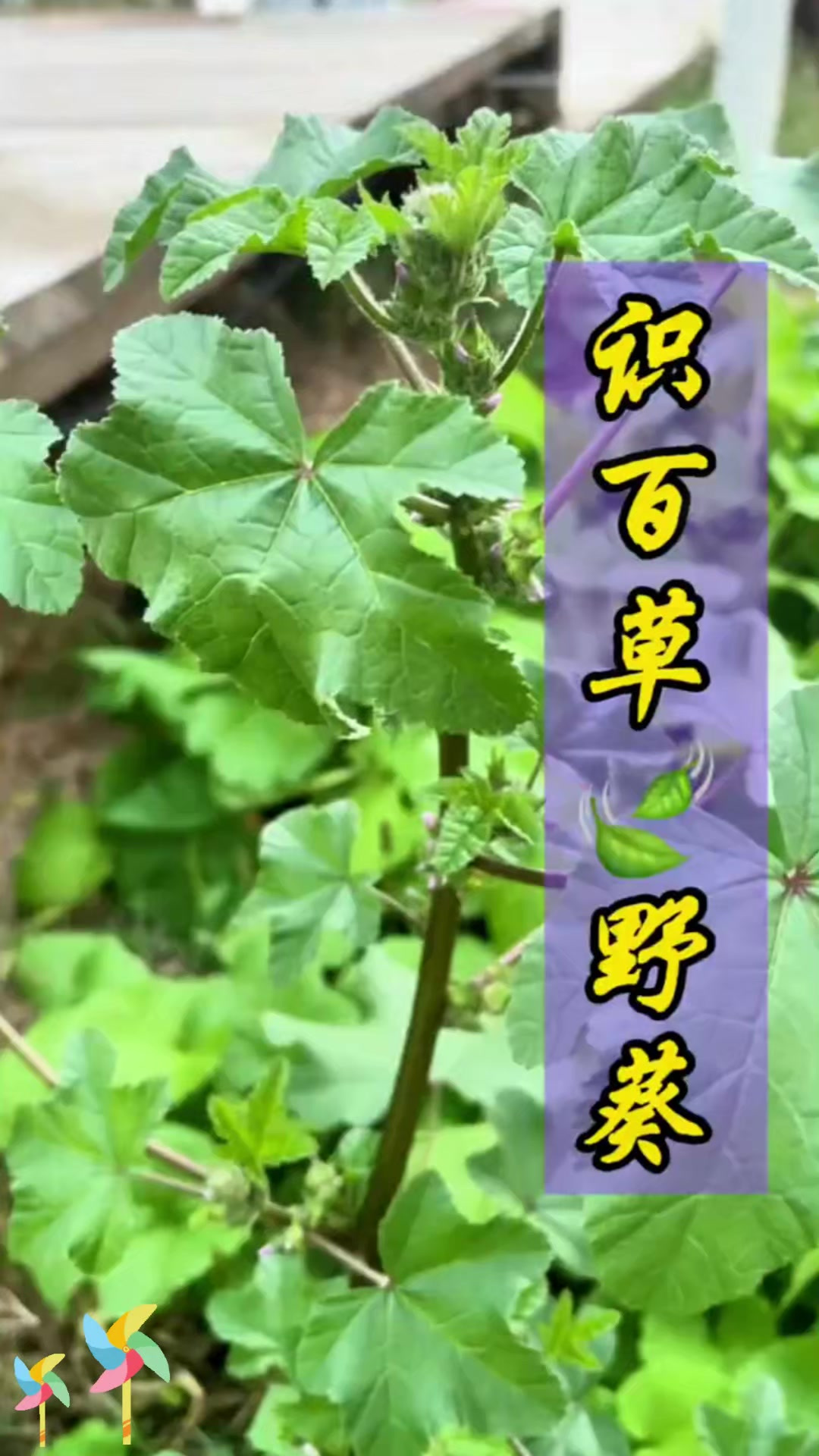 认识野葵(冬菜、冬滑菜)吗?快来瞧瞧,家乡有这菜吗?