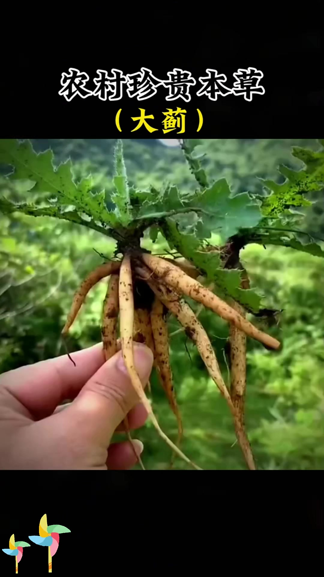 又说大蓟,你知道它有什么作用吗?