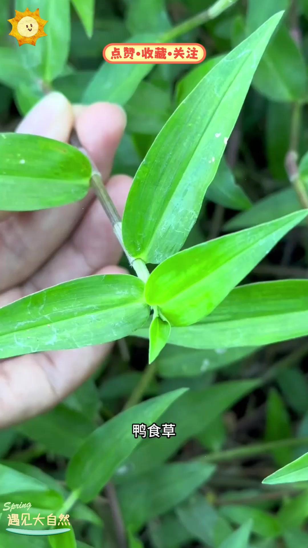 鸭食草,比马齿苋还好吃,你知道这种神奇的野菜吗?