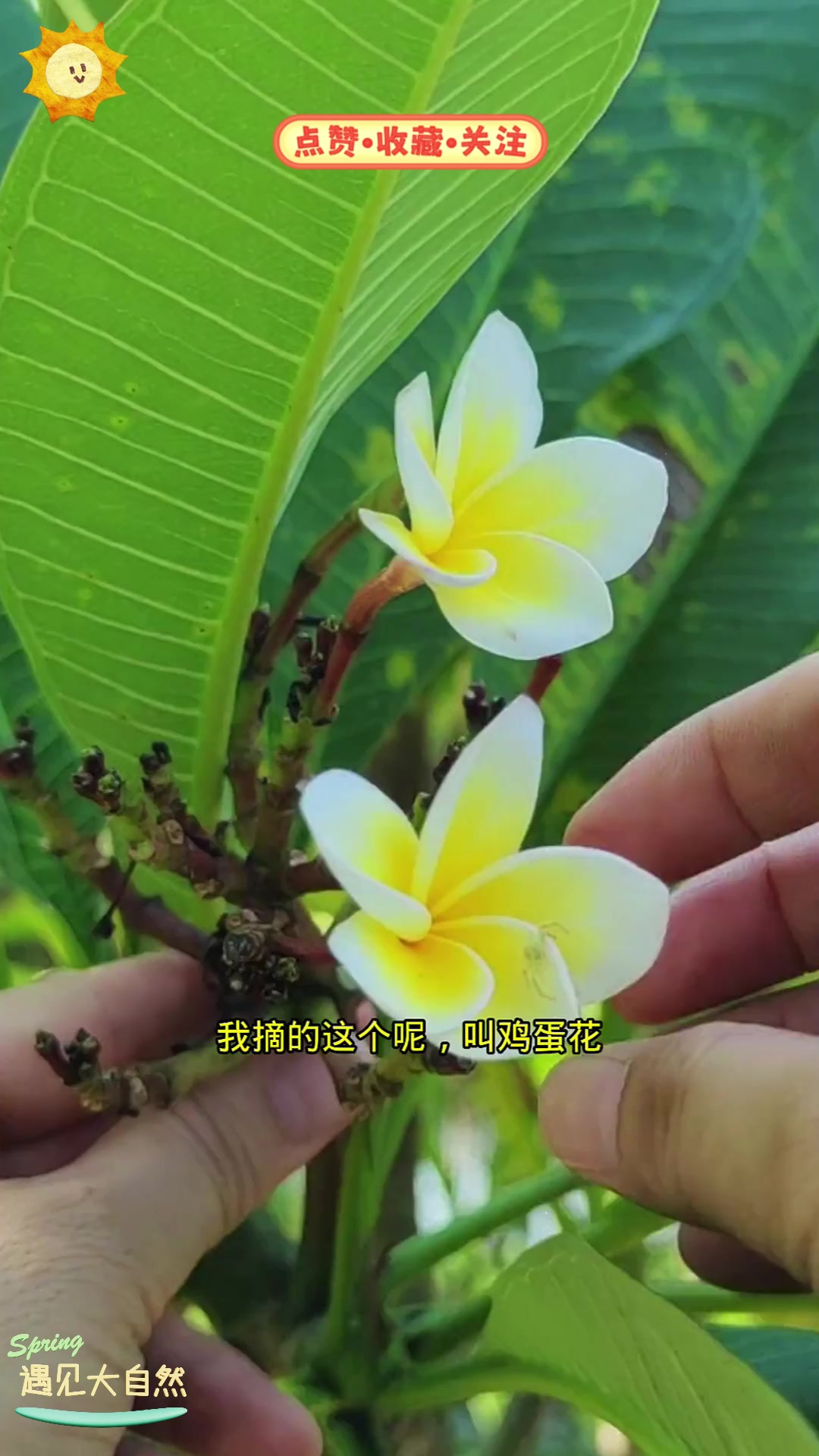 鸡蛋花不仅好看还能吃,它的食用和药用价值揭秘!