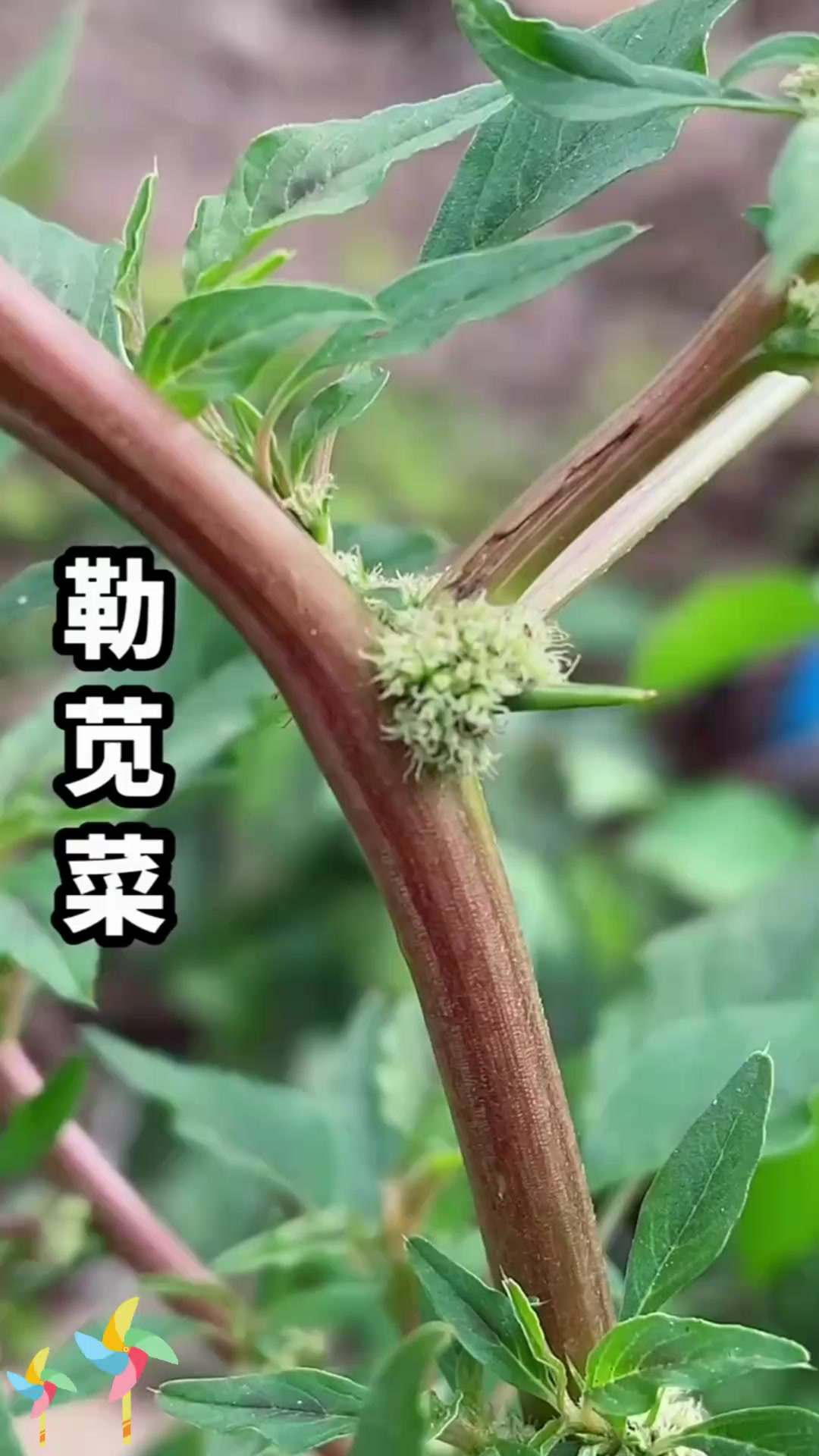 勒苋菜这种植物你认识吗,它有着怎样的特点呢