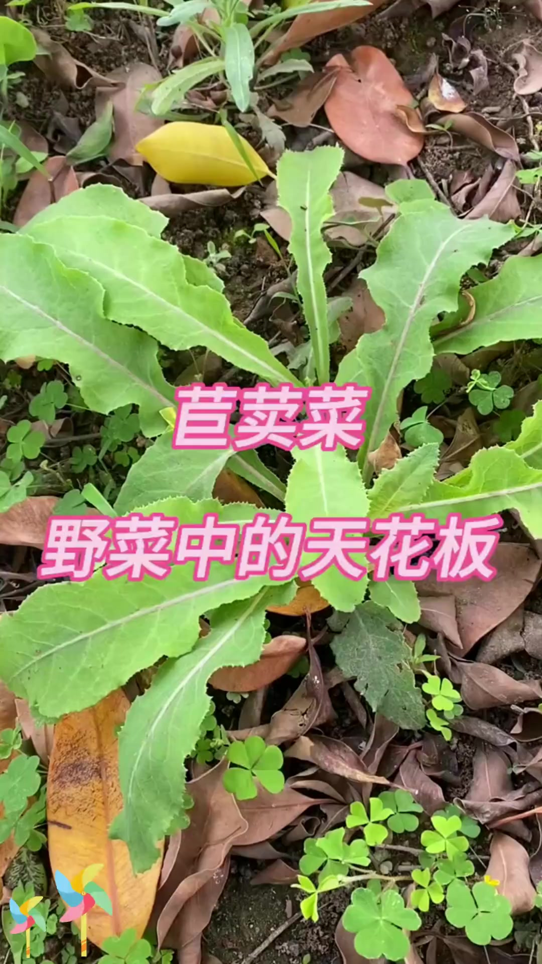 苣荬菜堪称野菜天花板，快来品尝这独特美味