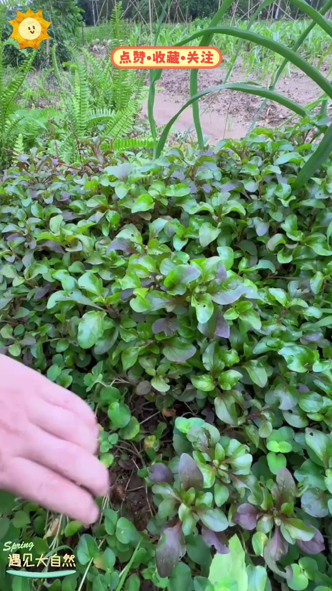 锦绣苋也叫旱地西洋菜,是鲜嫩野菜,你尝过吗