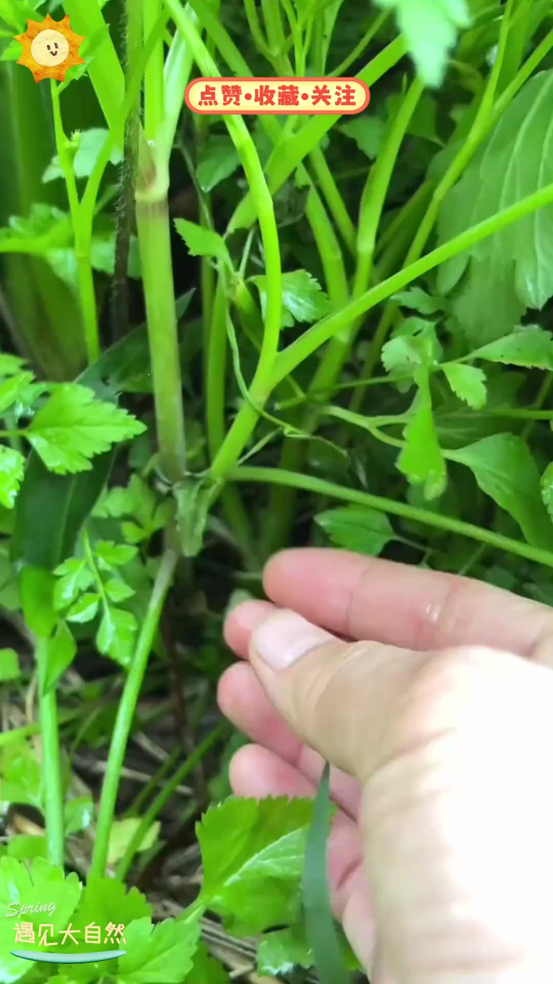 水芹菜，这种生长在水边的蔬菜，有什么独特之处？