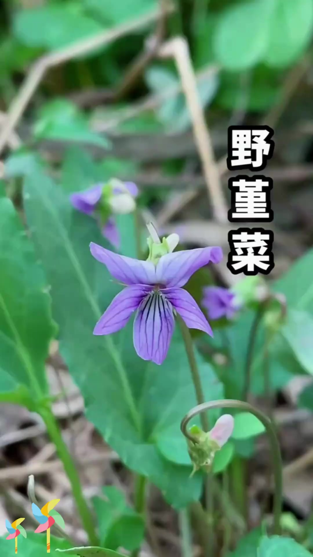 野堇菜也叫紫花地丁，它的美丽你有没有发现呢