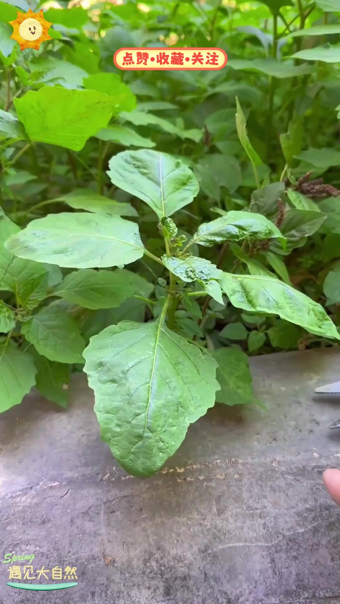 龙葵自古就是优质野菜,又叫白花菜,你尝过吗?