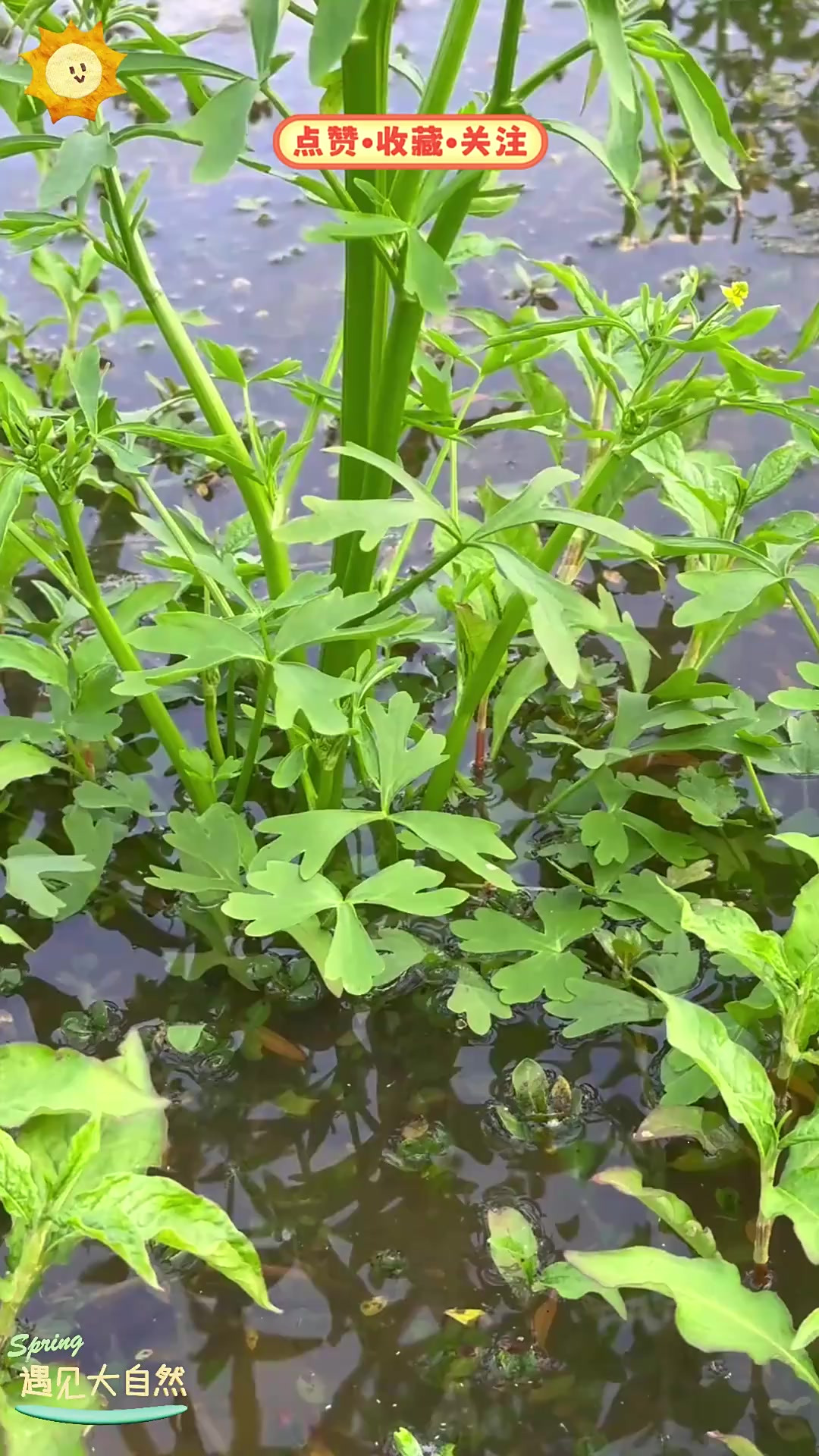石龙芮形似芹菜,野外采挖需谨慎,千万别当成水芹菜