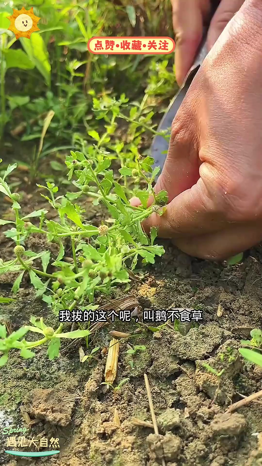 鹅不食草，它在中医药里有着怎样神奇的功效？