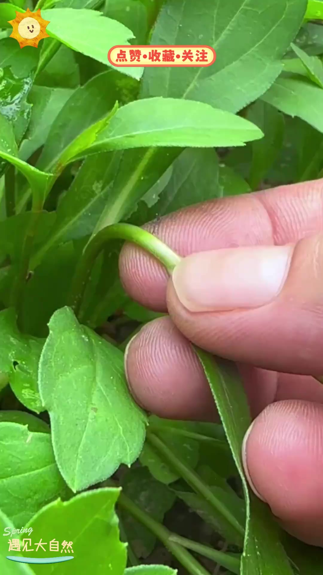 马兰头又叫红梗菜，是江浙有名野菜，你吃过吗