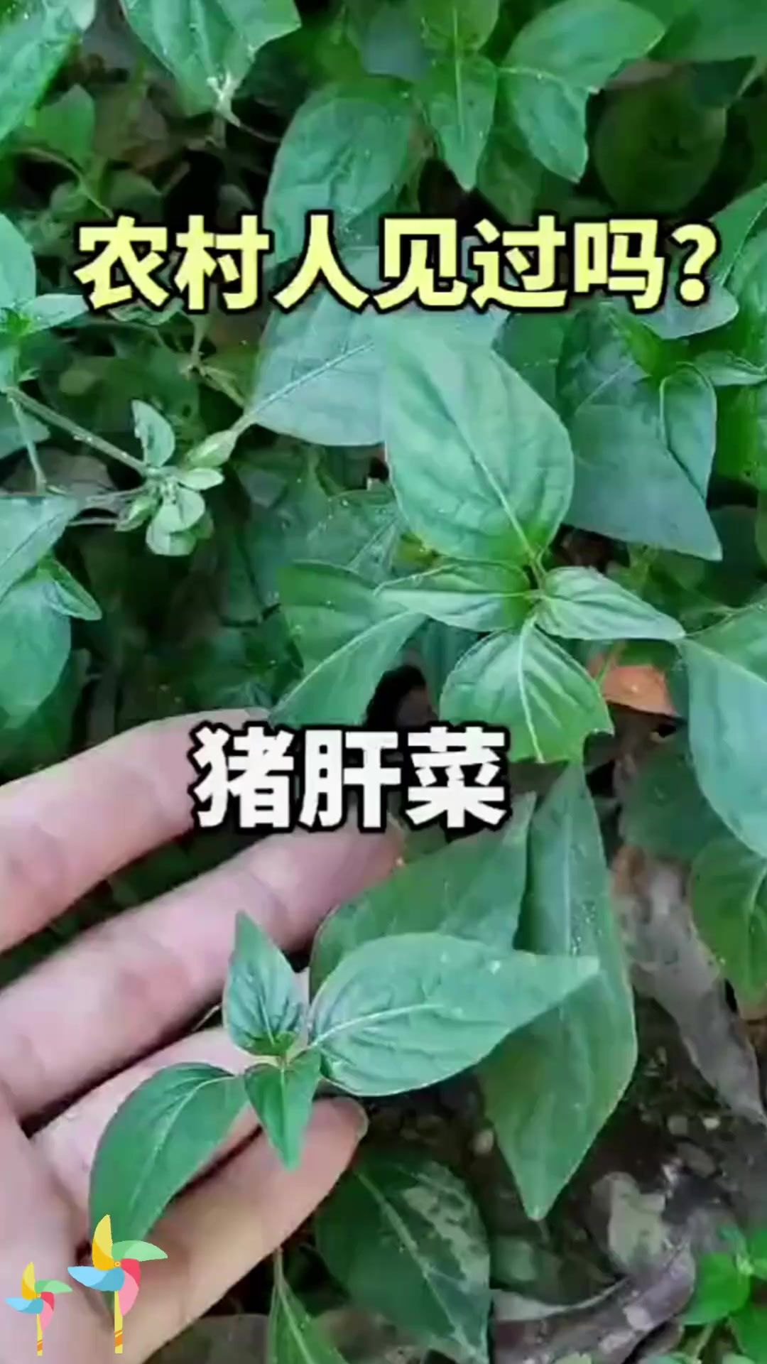 猪肝菜别名真的特别多,你知道它有什么功效吗