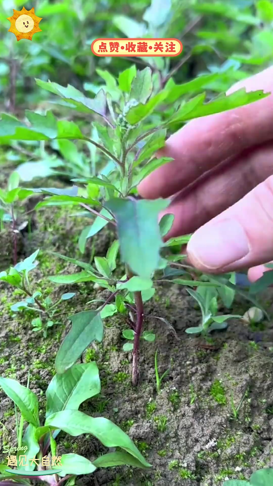 灰灰菜也叫灰条菜，在农村随处可见，它能怎么吃呢？