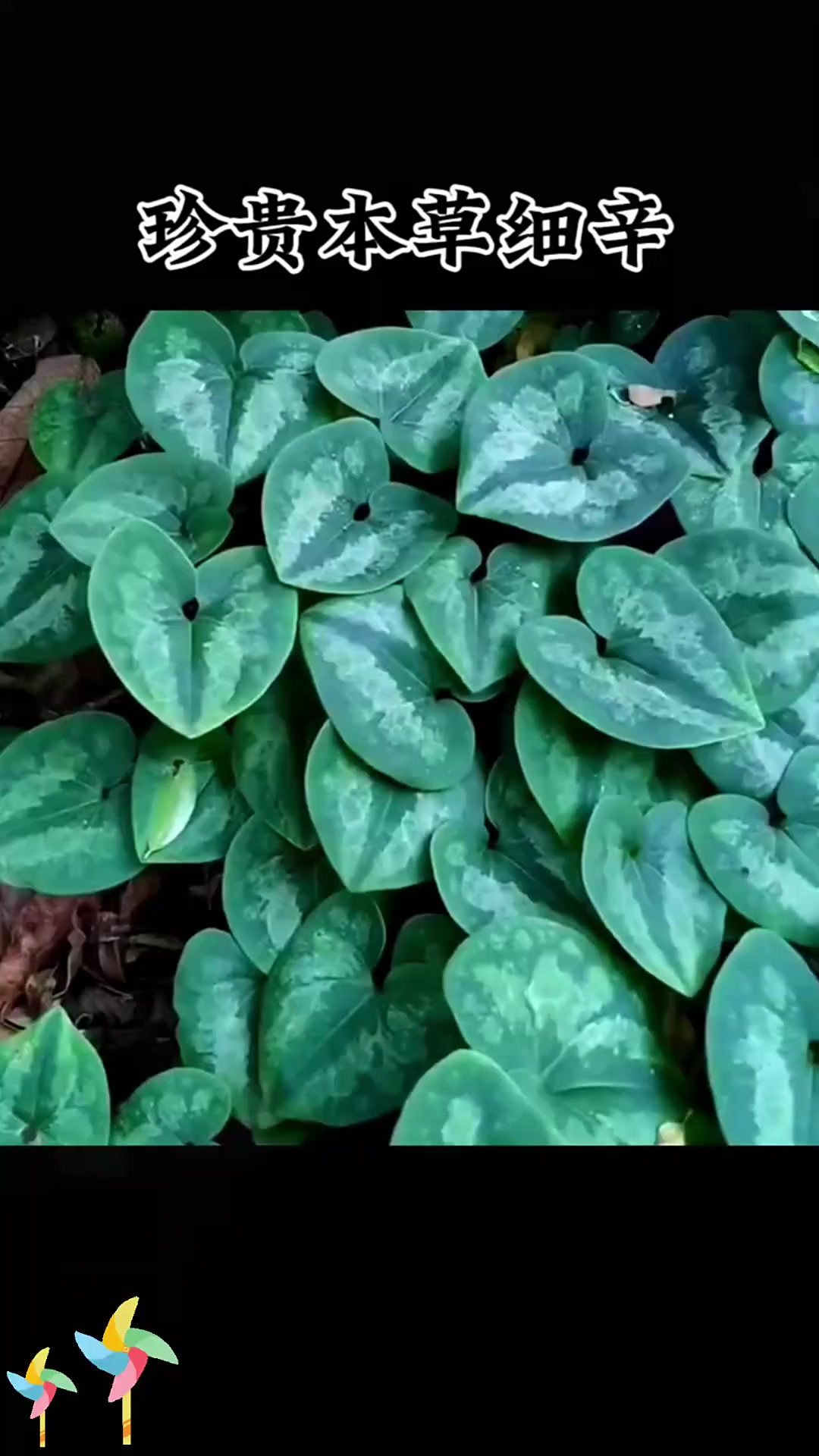 细辛有小毒需谨慎，马兜铃科根茎了解下！