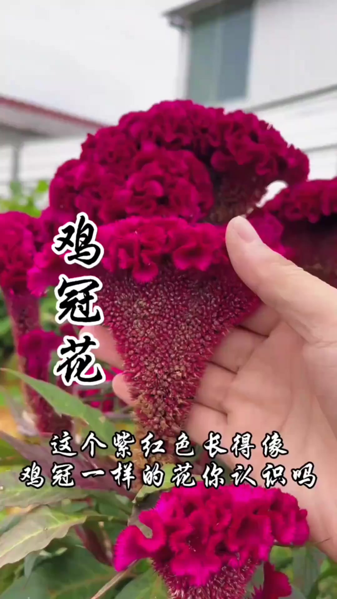 鸡冠花，一种对女性非常友好的神奇植物