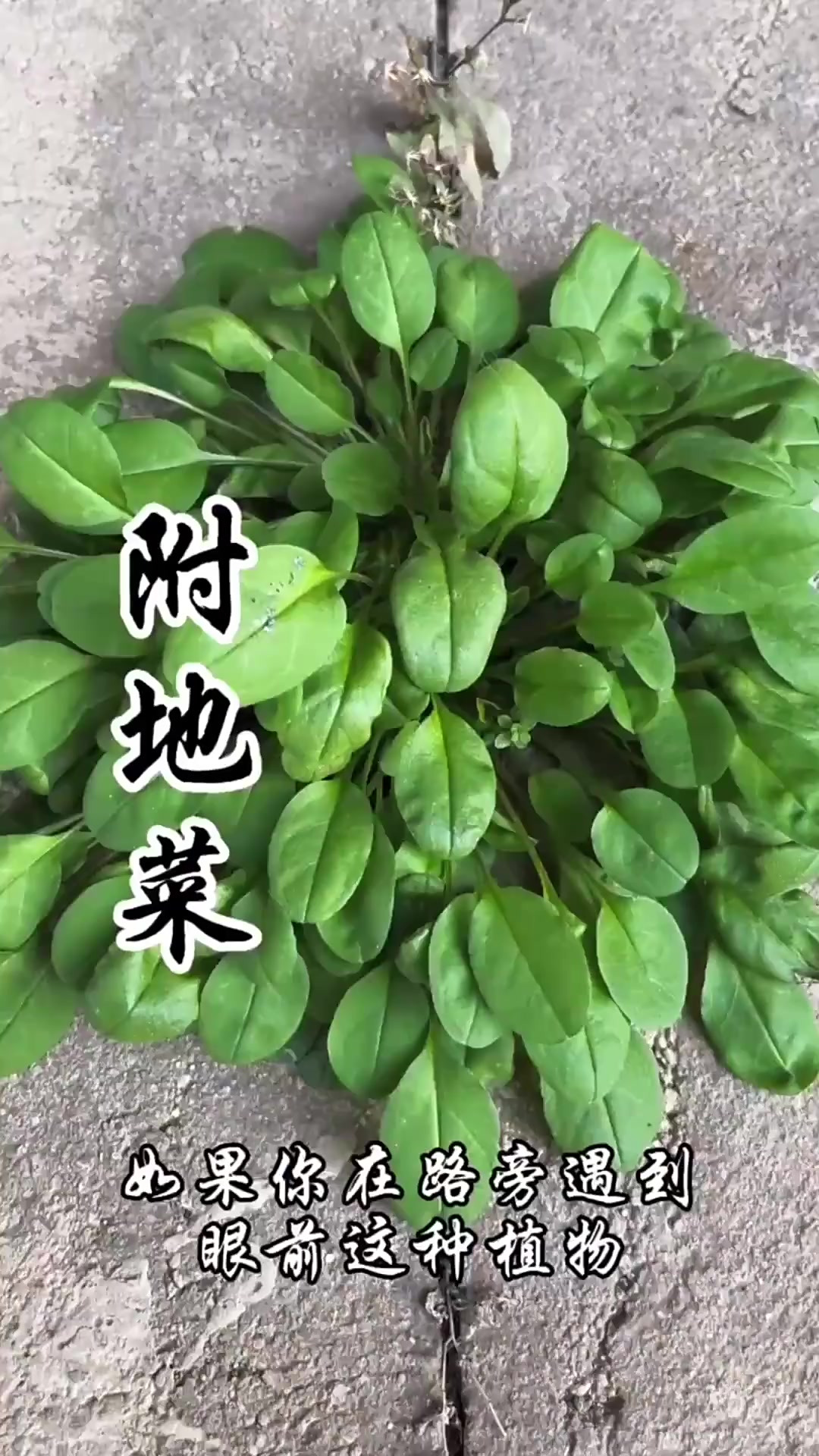 附地菜，因其附地而生故名，你知道附地菜吗