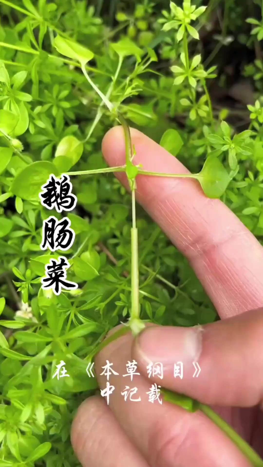 鹅肠菜，又称鹅儿肠、繁缕，它的价值你了解吗