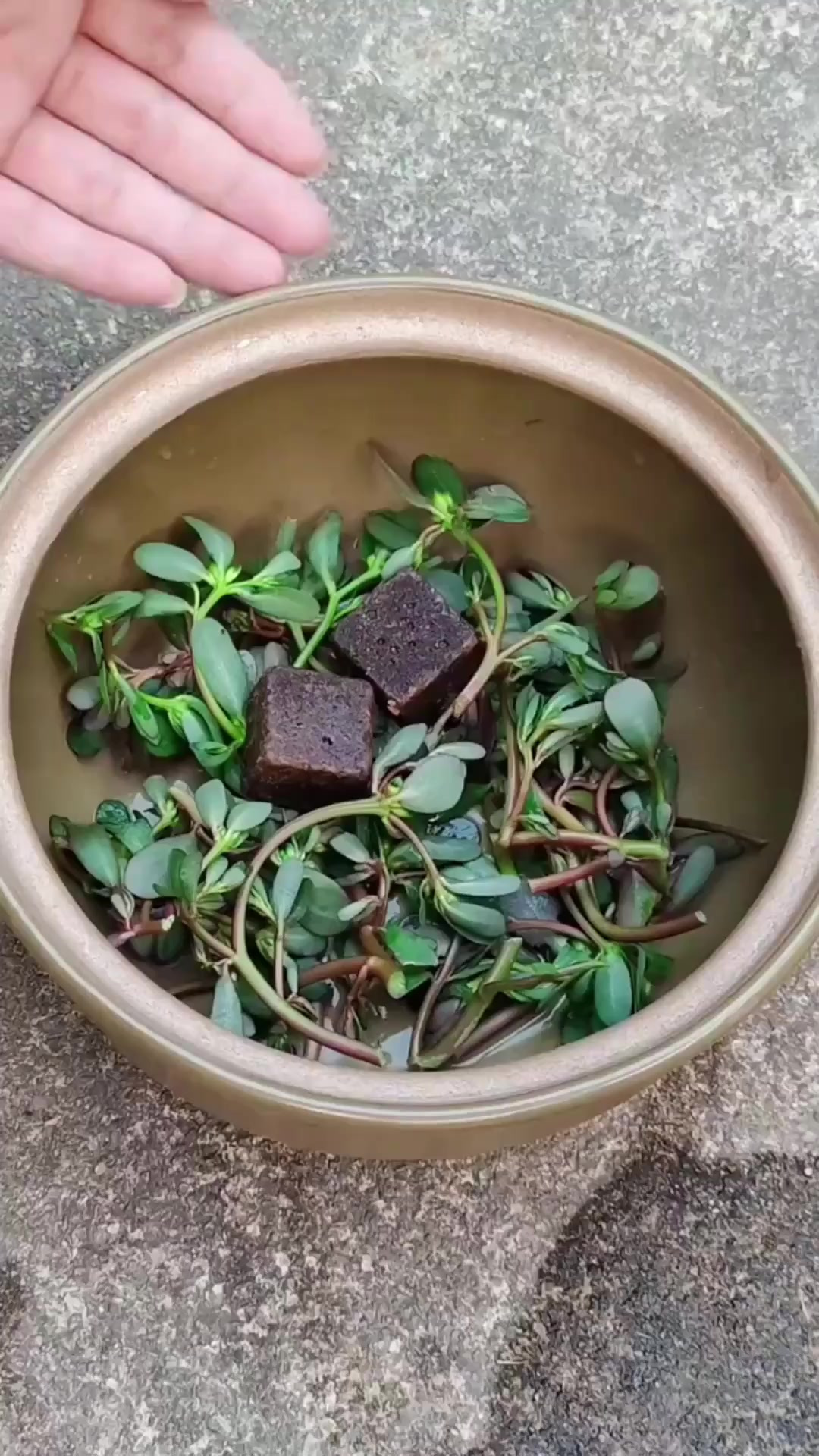 农村的马齿菜，你见过吗？看看它的做法