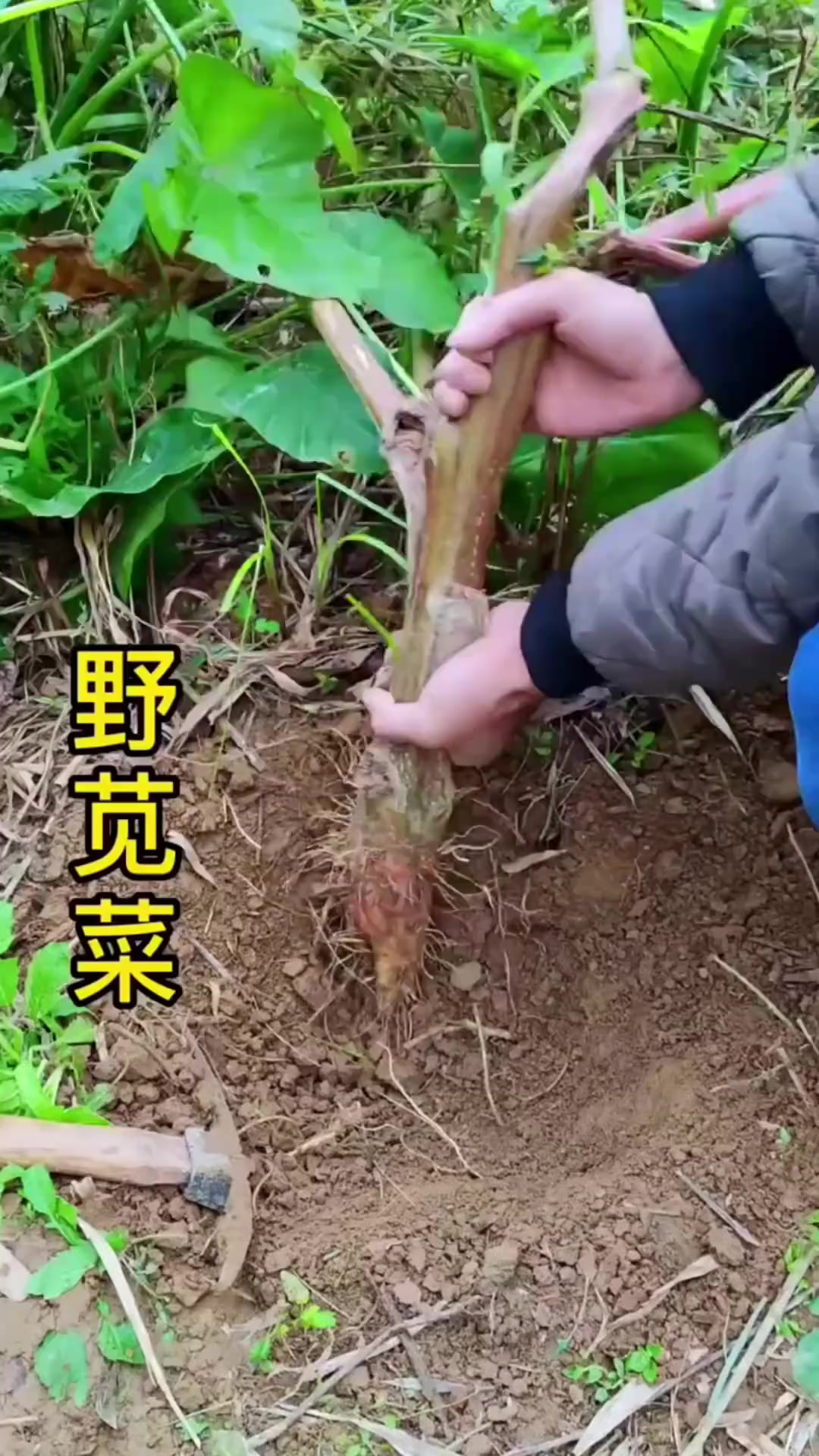 你了解野苋菜吗？别名刺苋菜，见到挖些回家